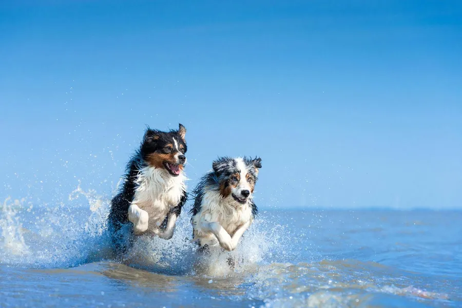 Zwei Australian Shepherd laufen ausgelassen durch die Ostseewellen am Strand auf dem Fischland-Darß.