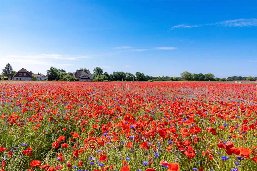Großes Mohnfeld mit roten Mohnblumen unter blauem Himmel und Reetdachhäusern im Hintergrund