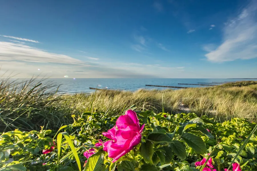 Blühende Strandrosen in den Dünen auf dem Fischland-Darß mit Blick auf Ostsee und Buhnen im Frühjahr.